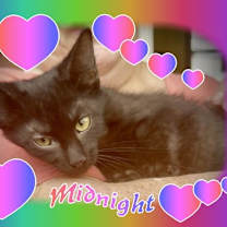Thumbnail photo of Midnight #2
