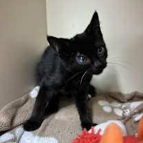 Thumbnail photo of Homer #3