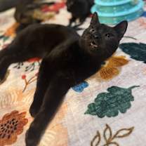 Thumbnail photo of Homer #4