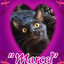 Thumbnail photo of Marcel #1