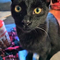 Thumbnail photo of Marcel #2