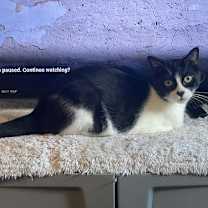 Thumbnail photo of Ripken #2