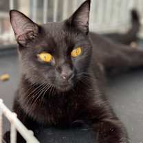 Thumbnail photo of Layla (In Foster) #2