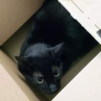 Thumbnail photo of Panther #2