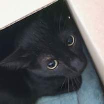 Thumbnail photo of Panther #3