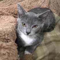 Thumbnail photo of Ari #2