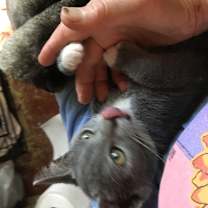 Thumbnail photo of Ari #3