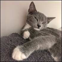 Thumbnail photo of Ari #4