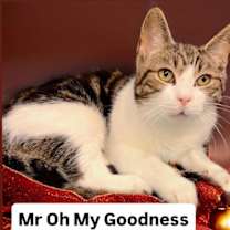 Thumbnail photo of Mr Oh My Goodness (aka OMG)  Martinez PFE  Jan 3rd #1