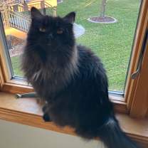 Thumbnail photo of Izzy #2