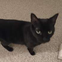 Thumbnail photo of Piper #3