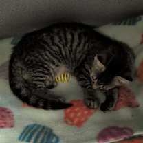 Thumbnail photo of Kella #2