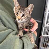 Thumbnail photo of Kella #3