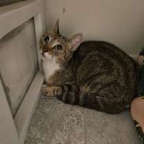 Thumbnail photo of Amaira #2