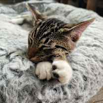 Thumbnail photo of Kobe #4