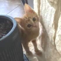 Thumbnail photo of Cheddar / Pumpkin #3