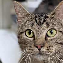 Thumbnail photo of Stanley #1