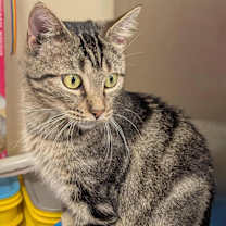 Thumbnail photo of Stanley #2