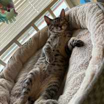 Thumbnail photo of Carlton #2