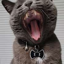 Thumbnail photo of Tom #4