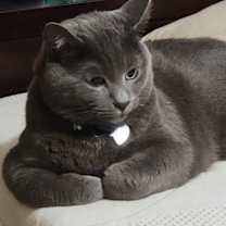 Thumbnail photo of Tom #1