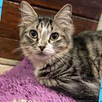 Thumbnail photo of Sven #2