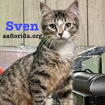 Thumbnail photo of Sven #3