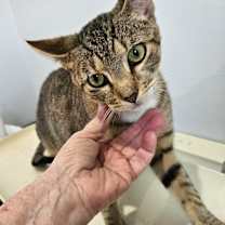 Thumbnail photo of Taz #3