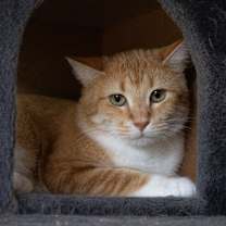 Thumbnail photo of Fauna #2