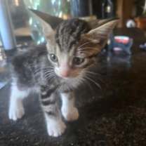 Thumbnail photo of Multiple kitties need foster #3