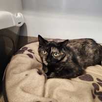 Thumbnail photo of Ororo #2