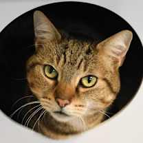 Thumbnail photo of Winky #1