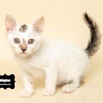 Thumbnail photo of SKYLAR #1