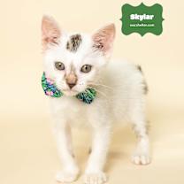 Thumbnail photo of SKYLAR #2