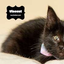 Thumbnail photo of VINCENT (FELV Positive) #2