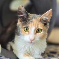 Thumbnail photo of Fur Elise #1