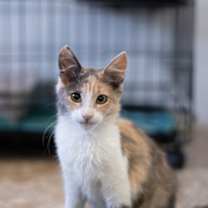 Thumbnail photo of Fur Elise #2