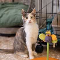 Thumbnail photo of Fur Elise #3