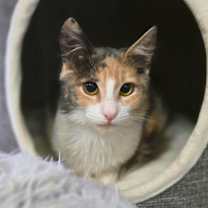 Thumbnail photo of Fur Elise #4