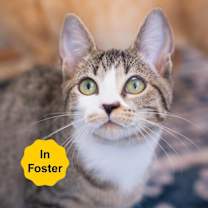 Thumbnail photo of Paisley #1