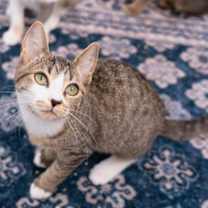 Thumbnail photo of Paisley #2