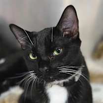 Thumbnail photo of Silas #1