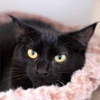 Thumbnail photo of Taco #1