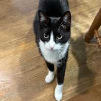 Thumbnail photo of Remi - NC #1