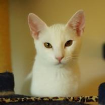 Thumbnail photo of Yogurt #1