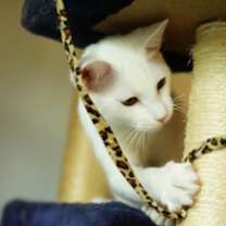 Thumbnail photo of Yogurt #3