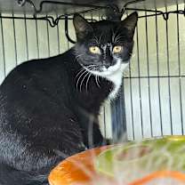 Thumbnail photo of Tilapia #3