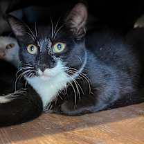 Thumbnail photo of Tilapia #4