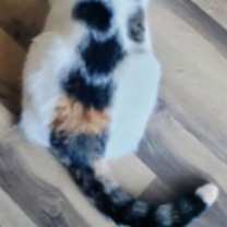 Thumbnail photo of TATUM #3