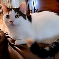 Thumbnail photo of TATUM #2